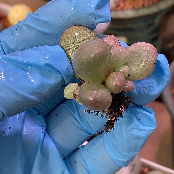 锦多肉植物多肉植物
