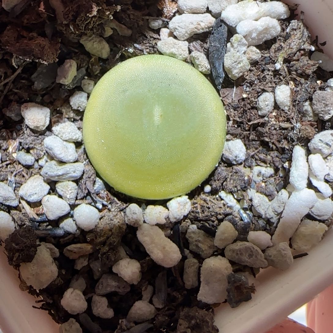 肉锥多肉植物百科-日式拉登1412