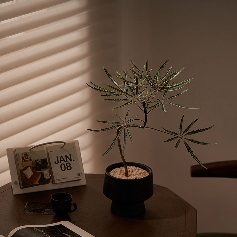 孔雀木室内耐阴好养绿植稀有植物客厅盆栽四季常青造型茶桌高级