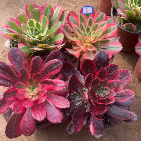 801多肉植物组合