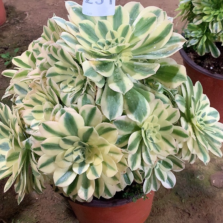 多肉法师多肉法师231