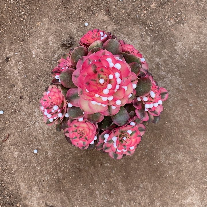 1685荔枝多肉植物特价不售后