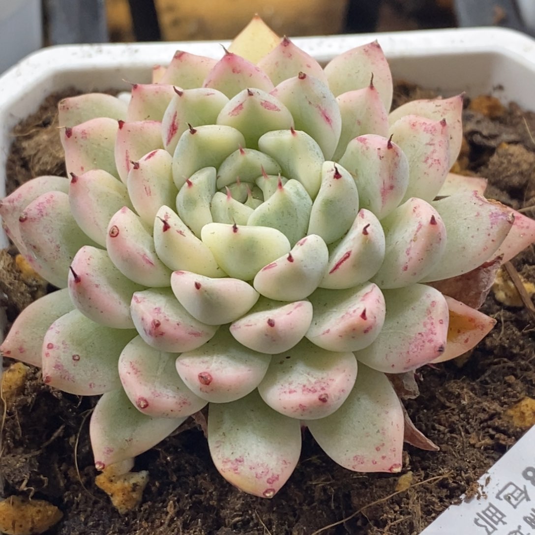 483妲己锦单头带侧芽