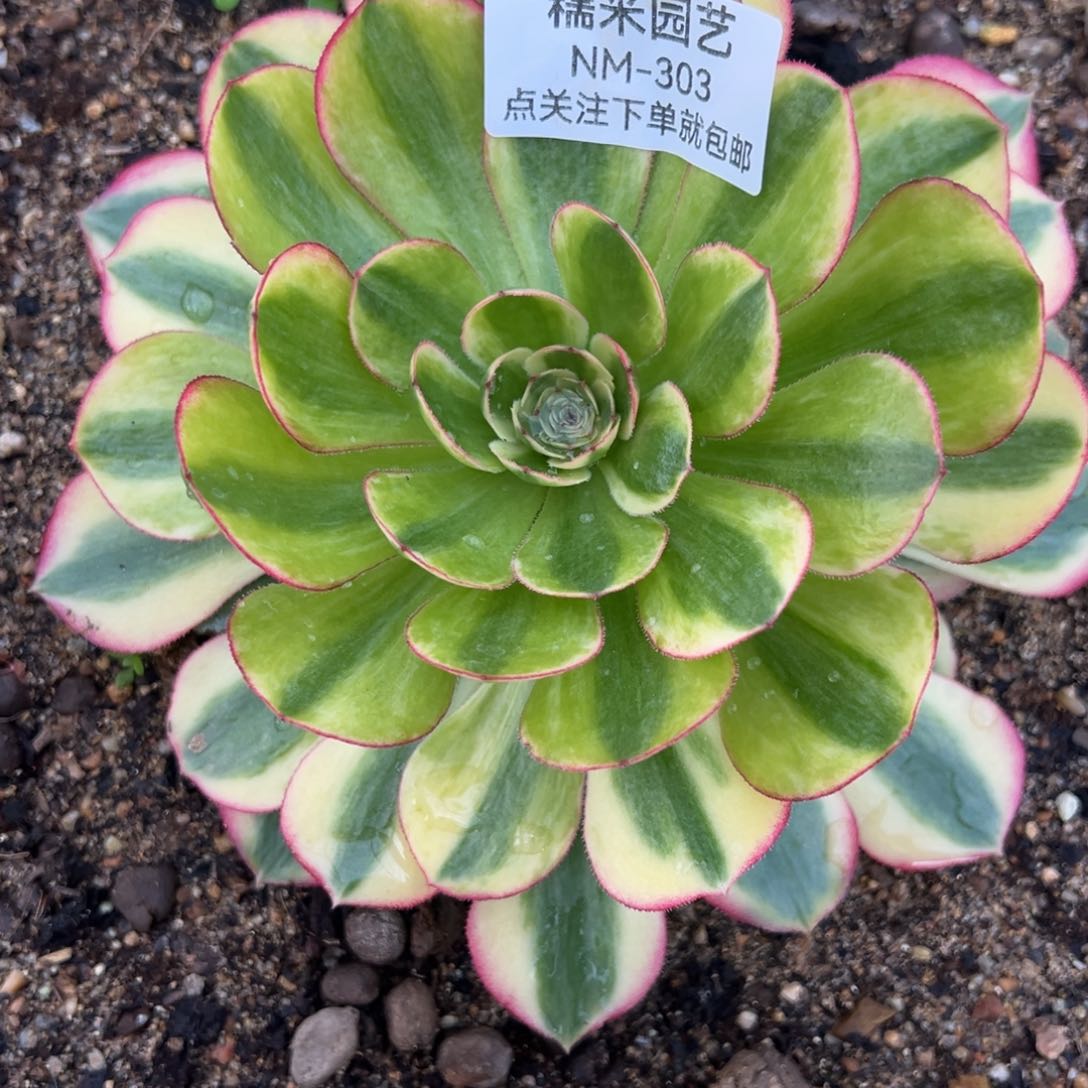 万白多肉植物303