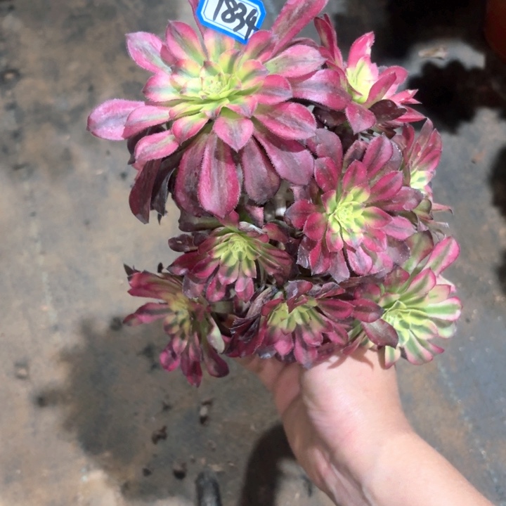 青鸟法师多肉1834