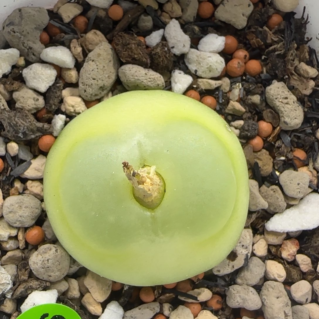 拉登2.7多肉植物746