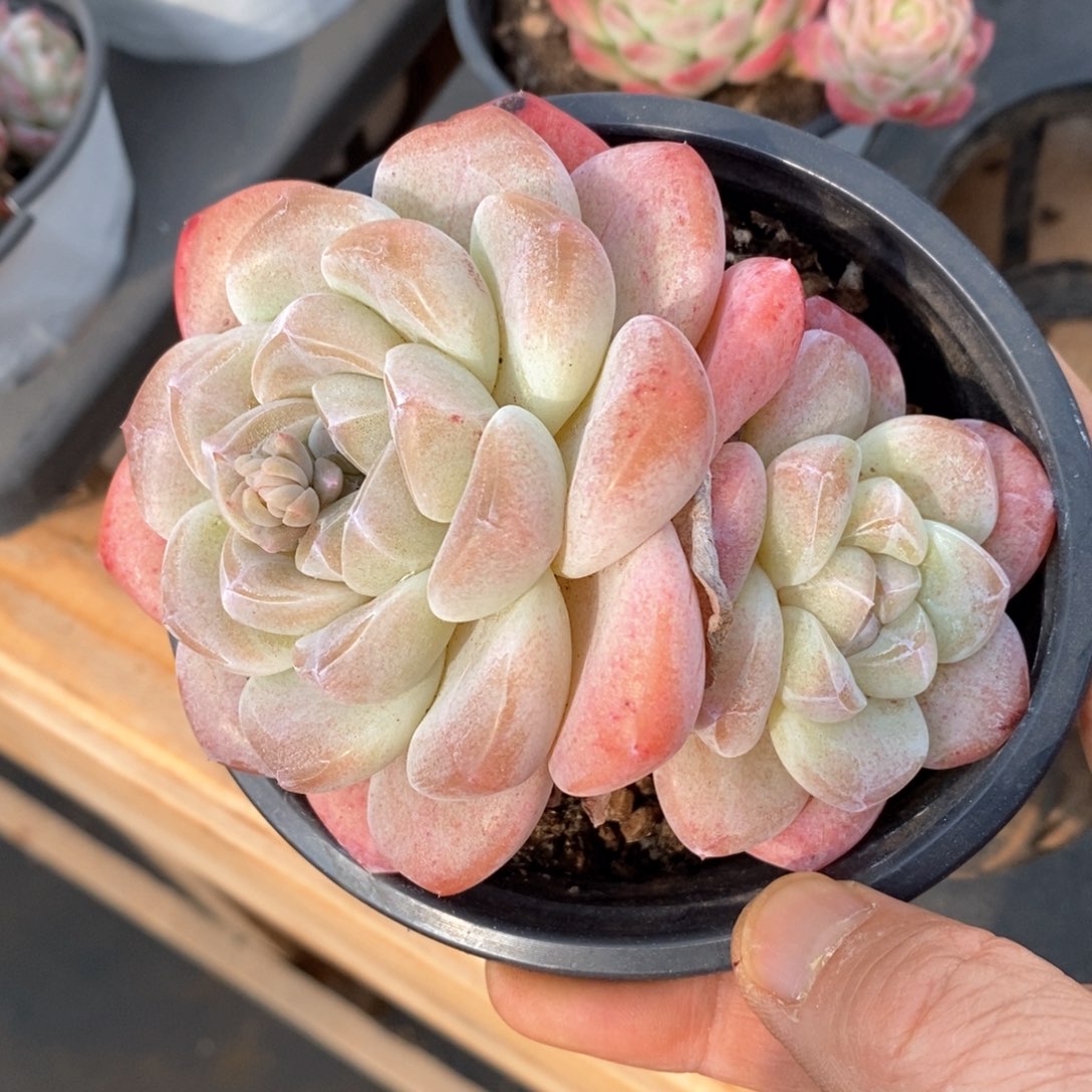 精品多肉一物一拍不包整143