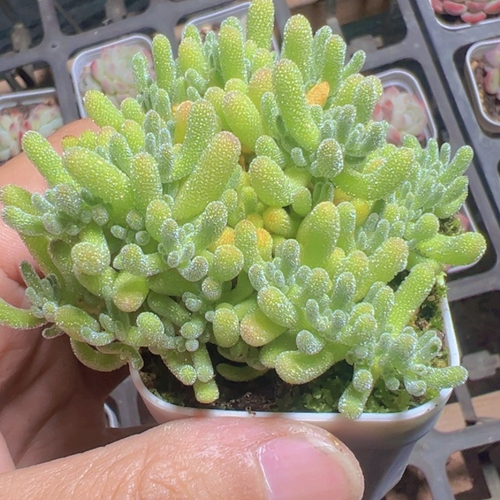 冰晶杂精品多肉植物