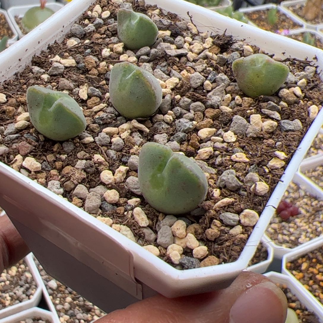 11.9大眼睛多肉植物53