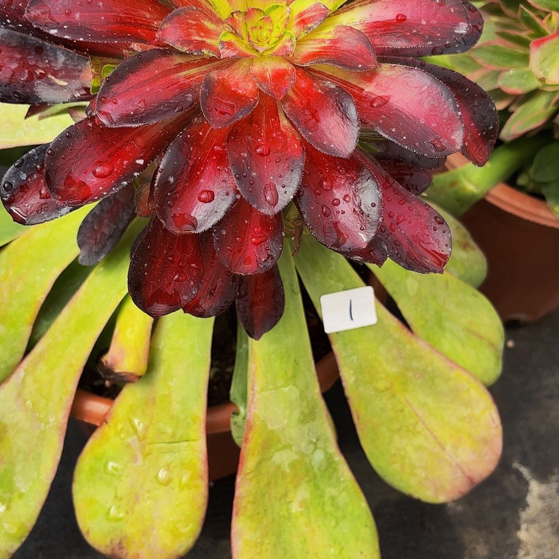 恬*1多肉福利植物寄养