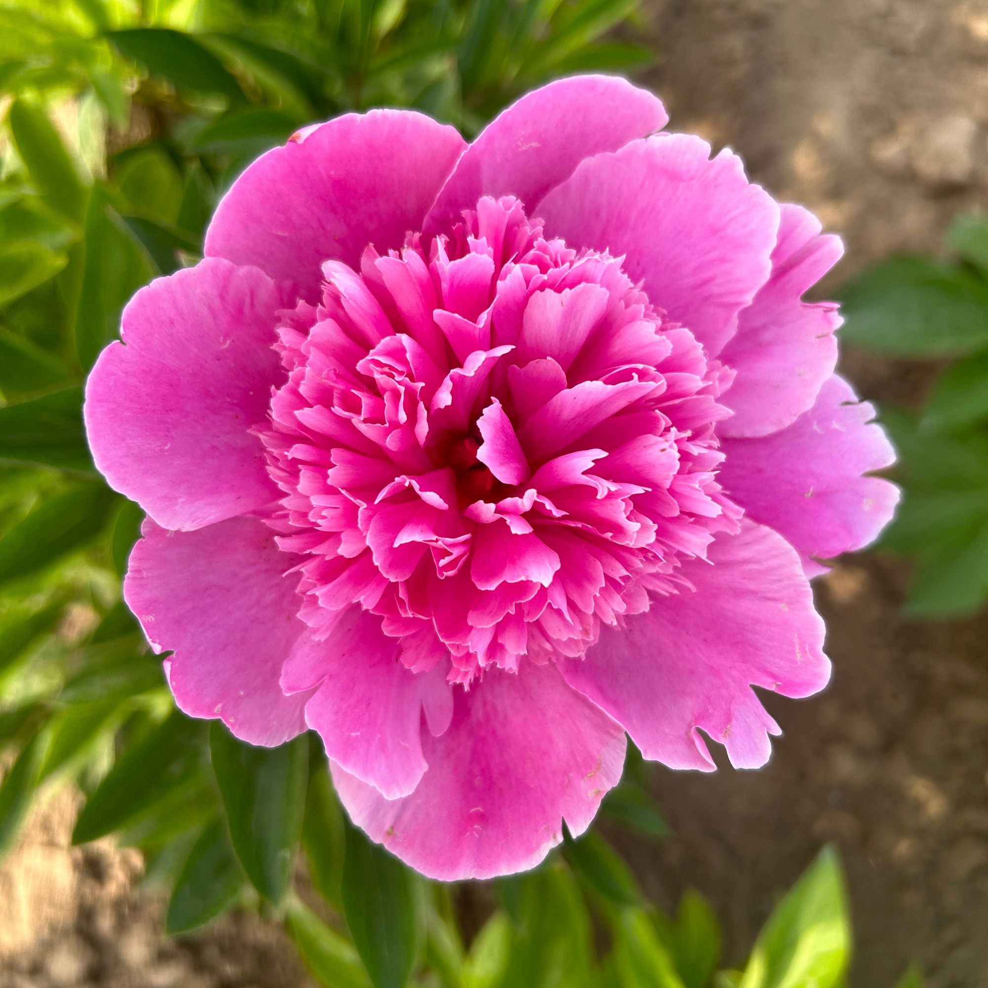 【罗马芍药】荷兰芍药中花期爆炸型适合地栽盆栽裸根发苗