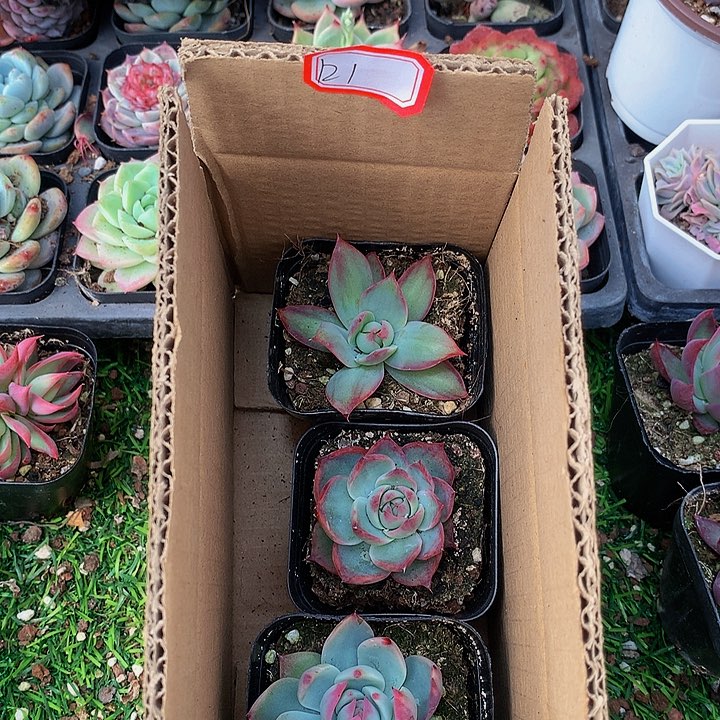 A121惊鸿仙子多肉