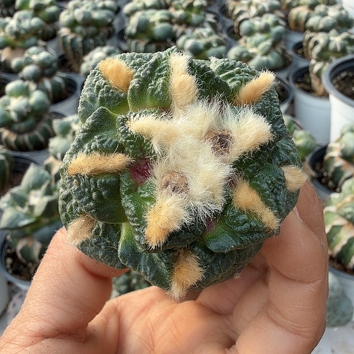 无花朵712苗接金毛龟甲牡丹