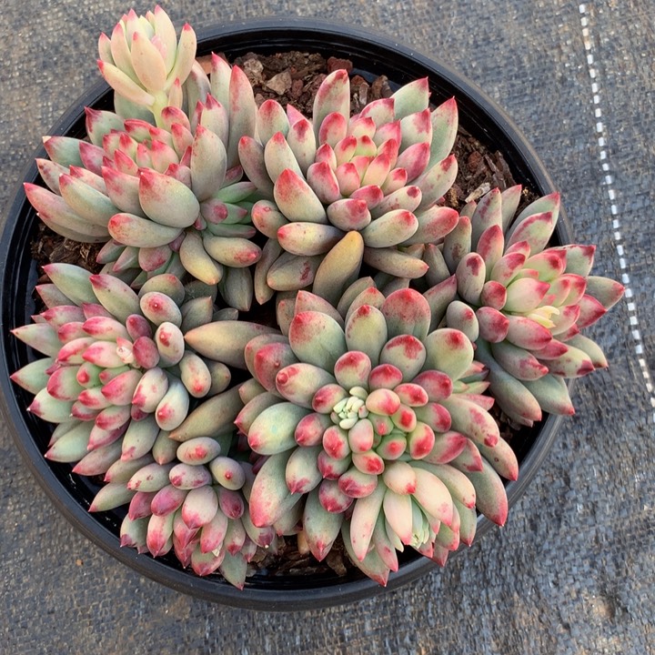 岩字精控景天群锦上园艺一物一拍