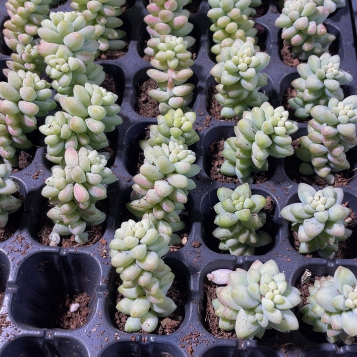 小玉坠1元带土发货