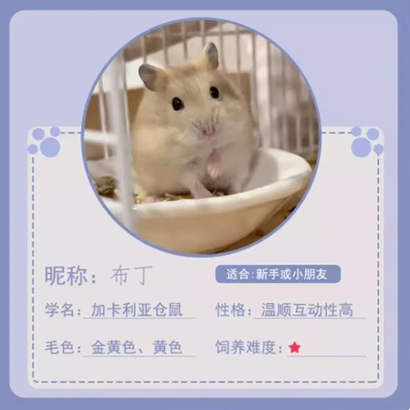活体仓鼠布丁银狐紫仓三线