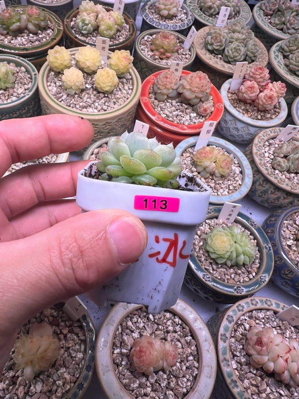 113号白冰多肉植物一物一拍