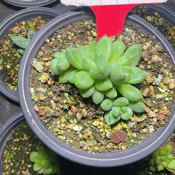 优选美人659多肉植物