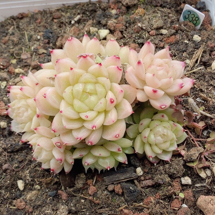 麦秆58包邮  群生不包整338
