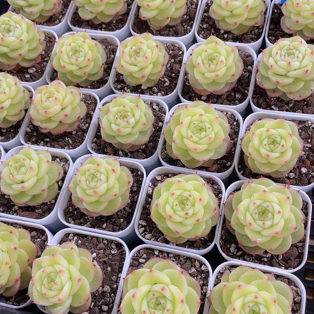 量拍148号 杜若珍妮单头一个