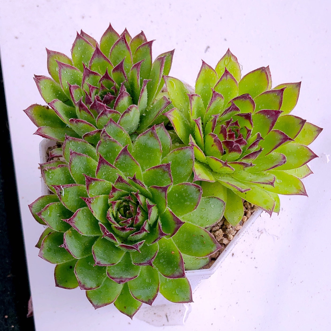 多肉植物观音莲三颗送八角盆