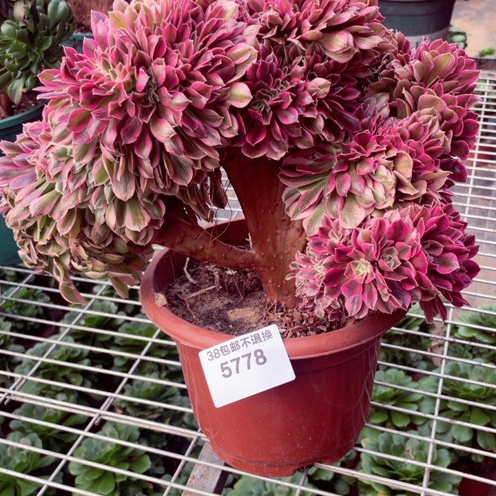 5778，粉女巫缀包邮