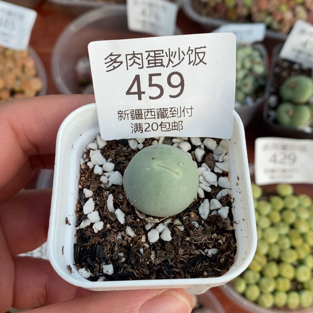 感谢您的支持，00459