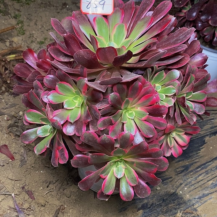金丝雀老桩捧花859号