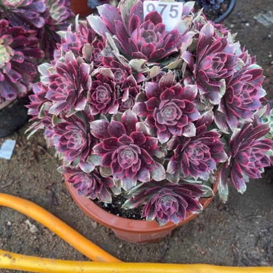 975浣纱多肉植物花花