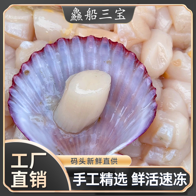 【渔三宝家】烟台发货  原浆贝丁6-10斤（港湾贝）速冻顺丰发货