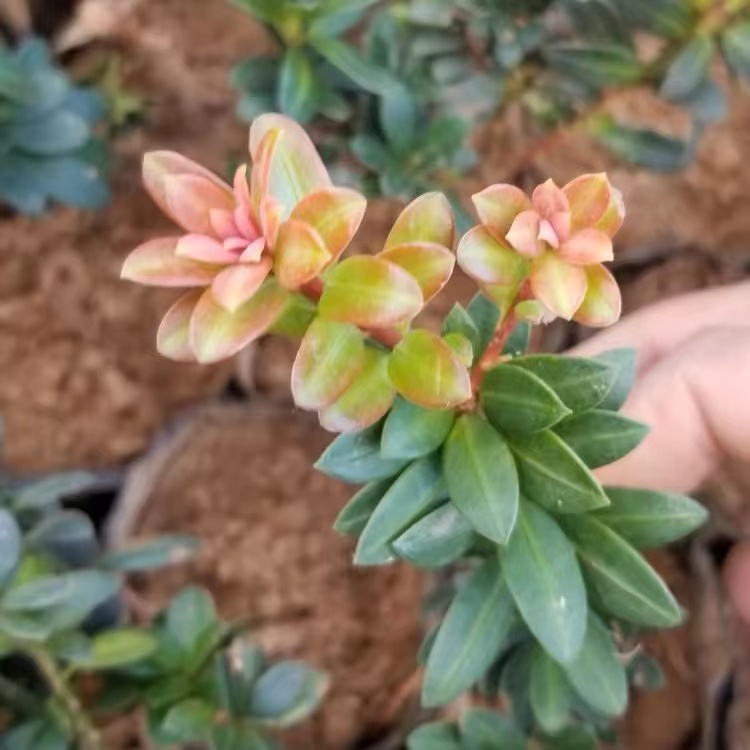 罗汉松盆景素材珍珠罗汉松米叶罗汉松植物办公桌前台美观造型树