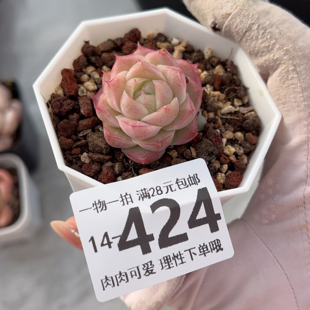 潘多拉女王多肉多肉多肉多肉多肉