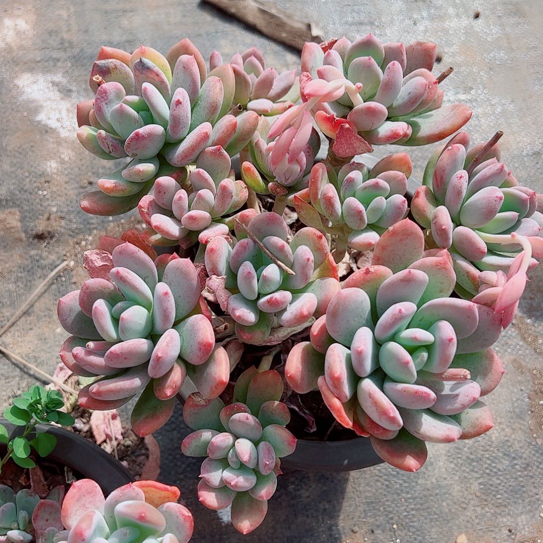 灰姑娘多头群生老桩