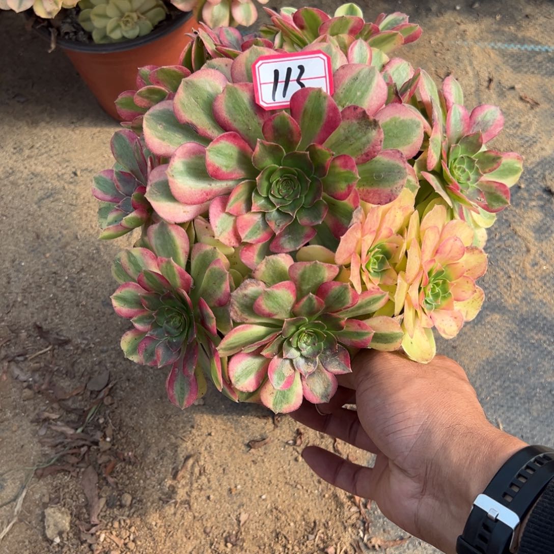 老***。113雨荷多肉植物法师