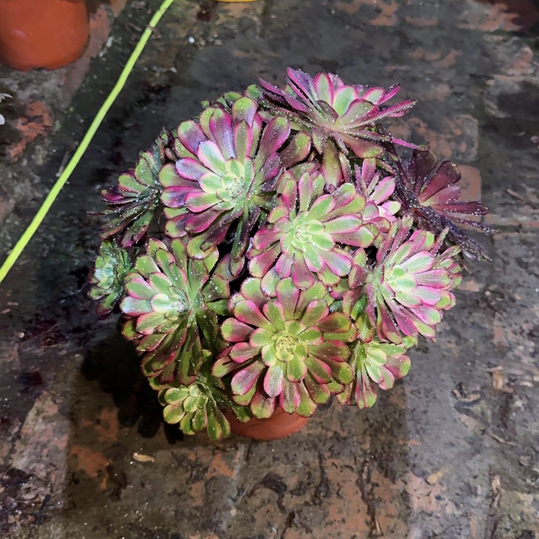 多肉植物维纳斯622