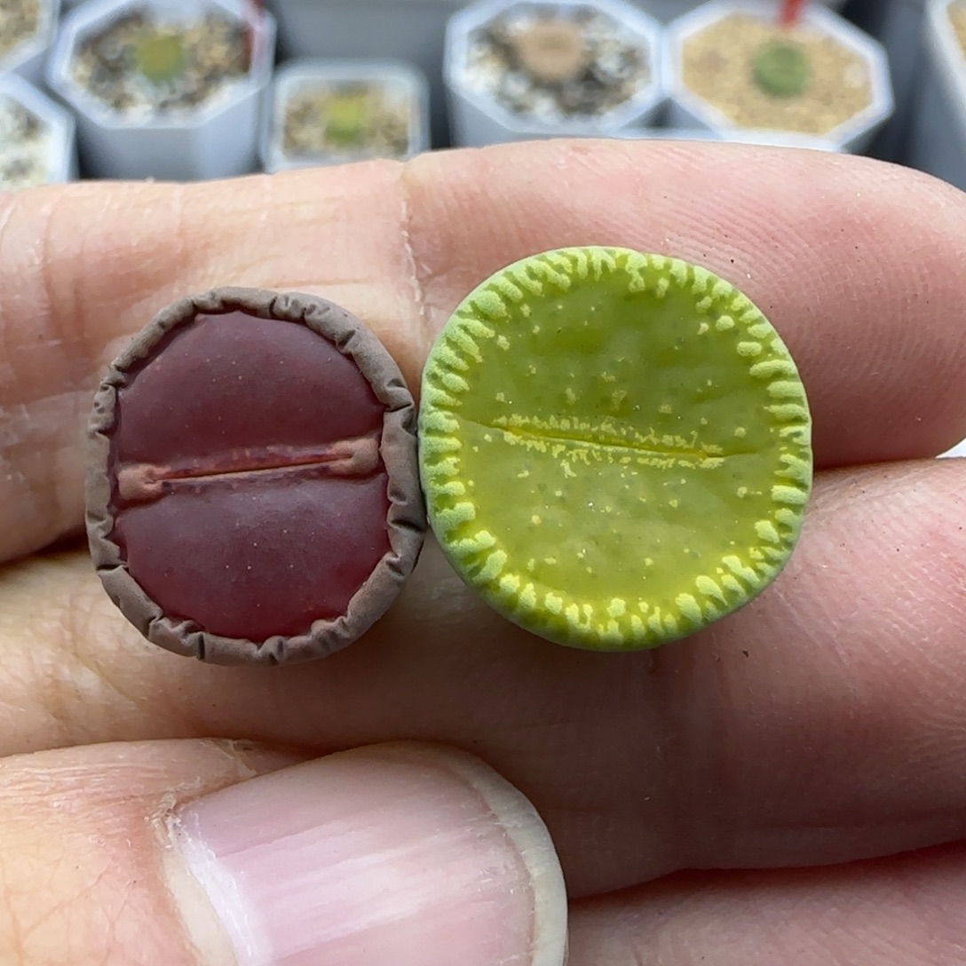 734 稍缺水清框福利30包邮