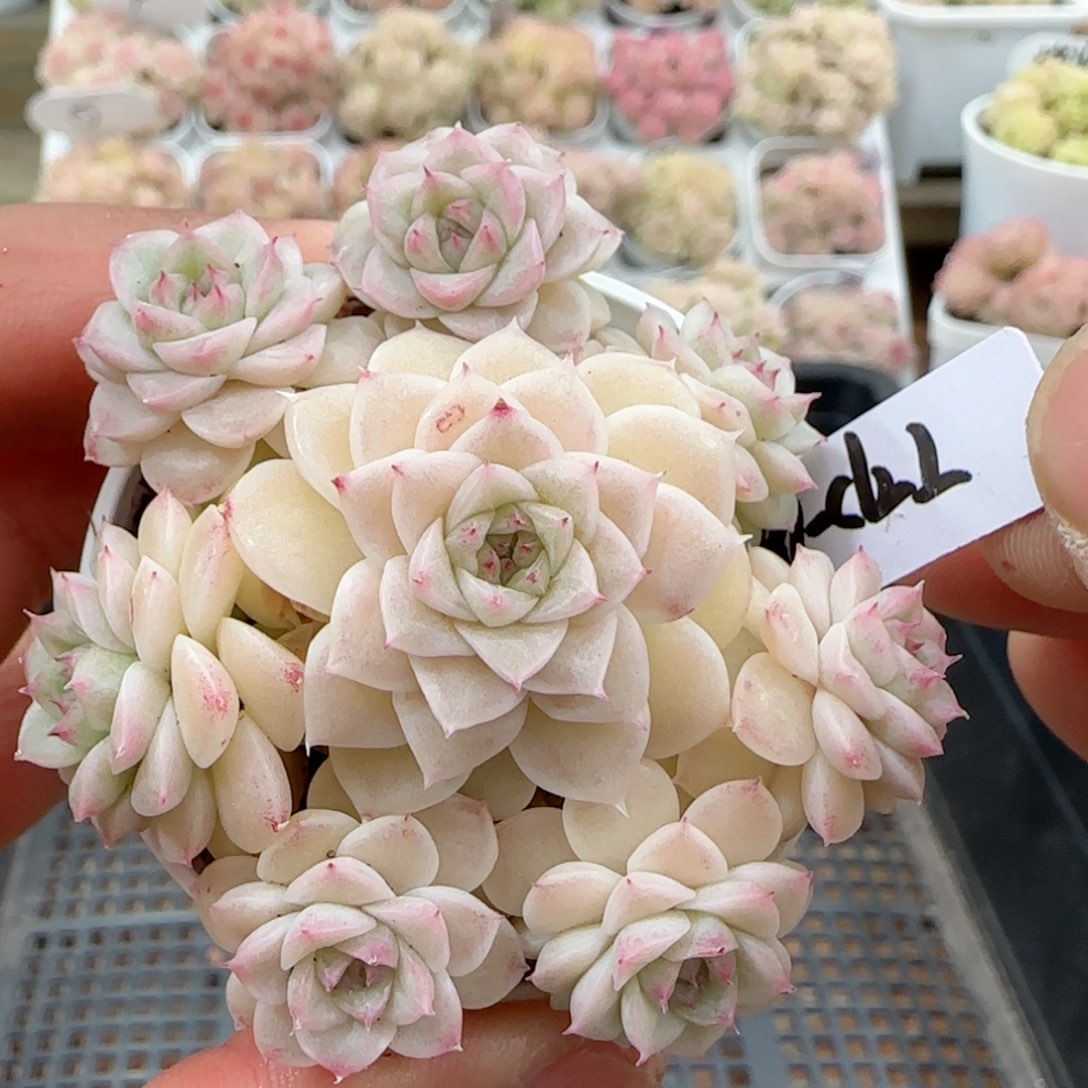 【闪购商品】0203-26（ttp-28-5）