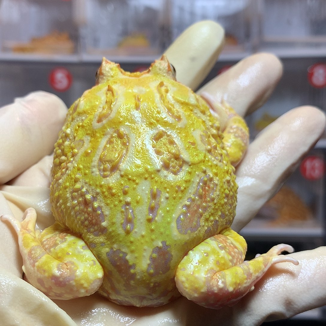 角蛙3296 活动大黄金公