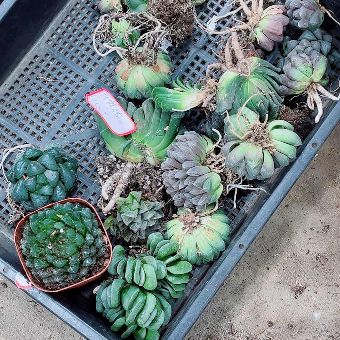 福利玉露一勿一拍