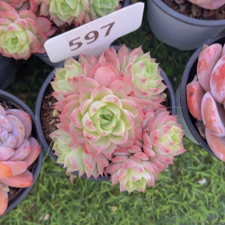 健健康康平平安安