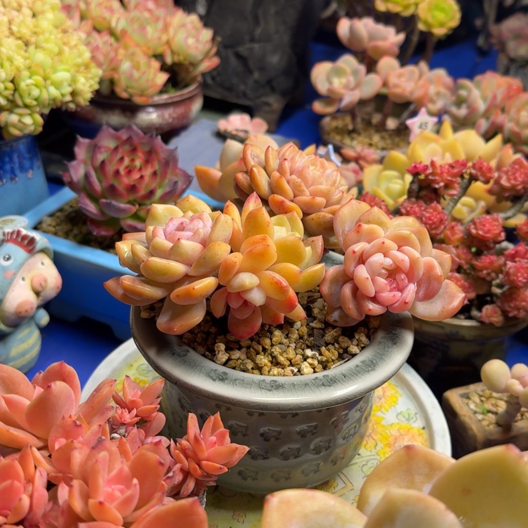 橙子带盆发货一图一物拍不退不换满68包顺丰