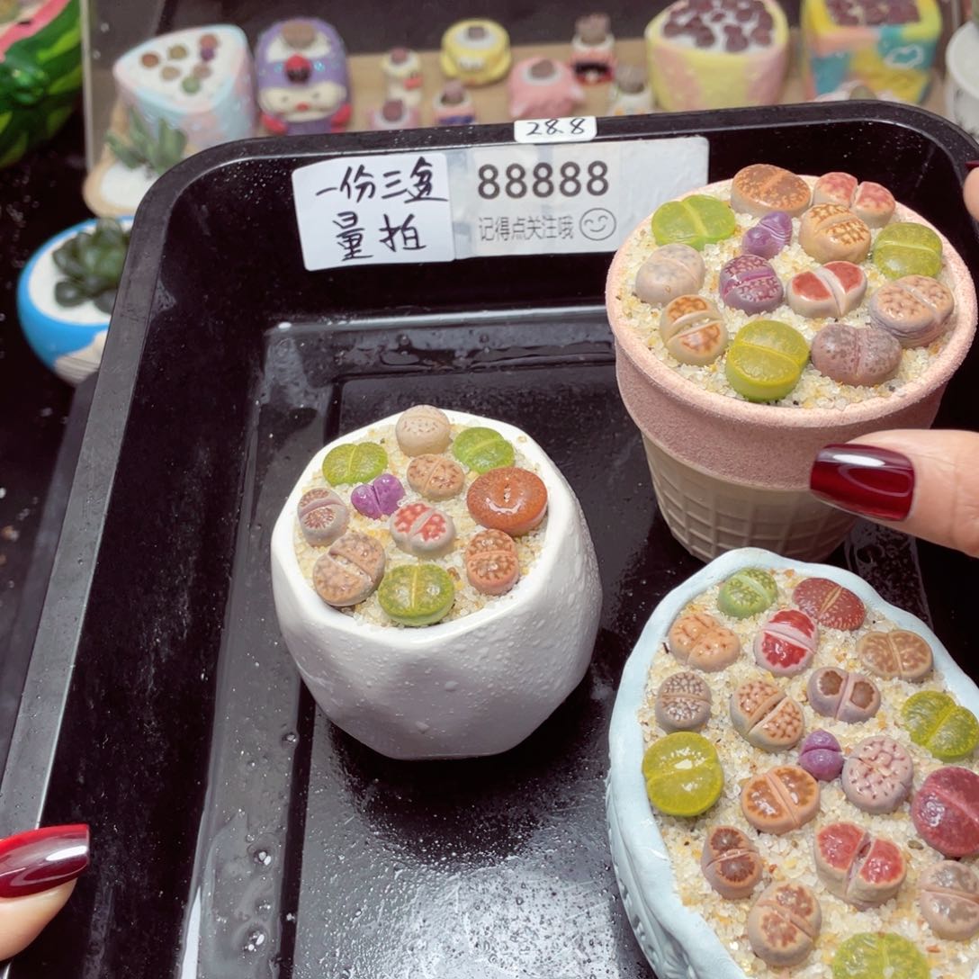 w88888一份三盆量拍