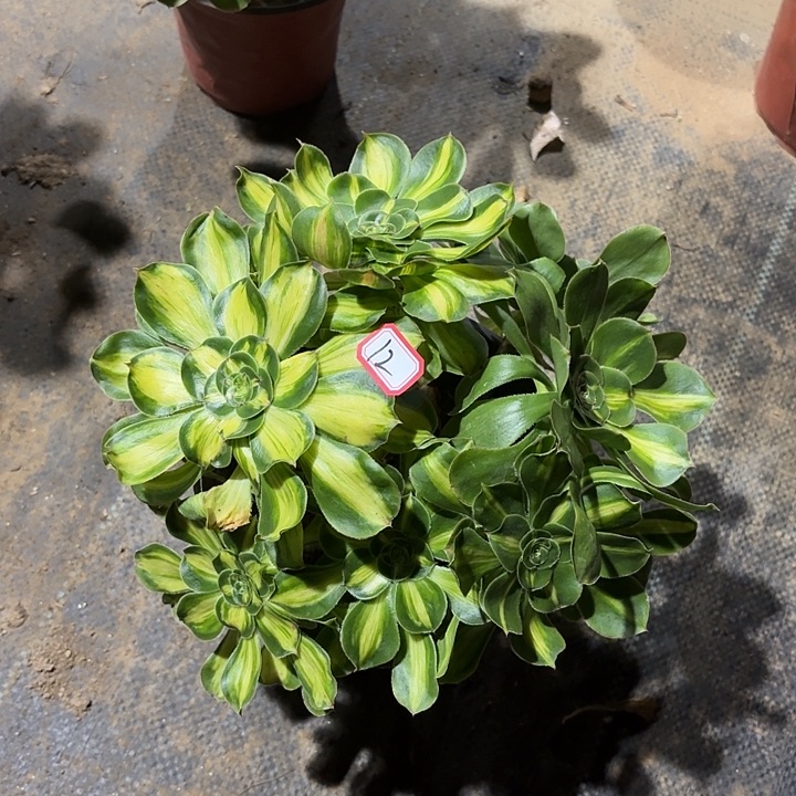 暴君丛林朵朵12多肉植物法师