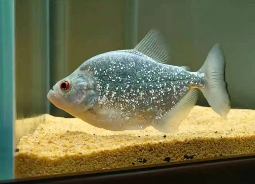 S属阿拉瓜亚钻黑托坎钻黑血红眼