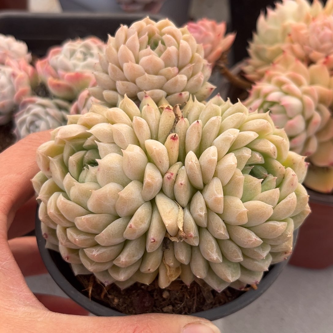 井中月三头叠叶款