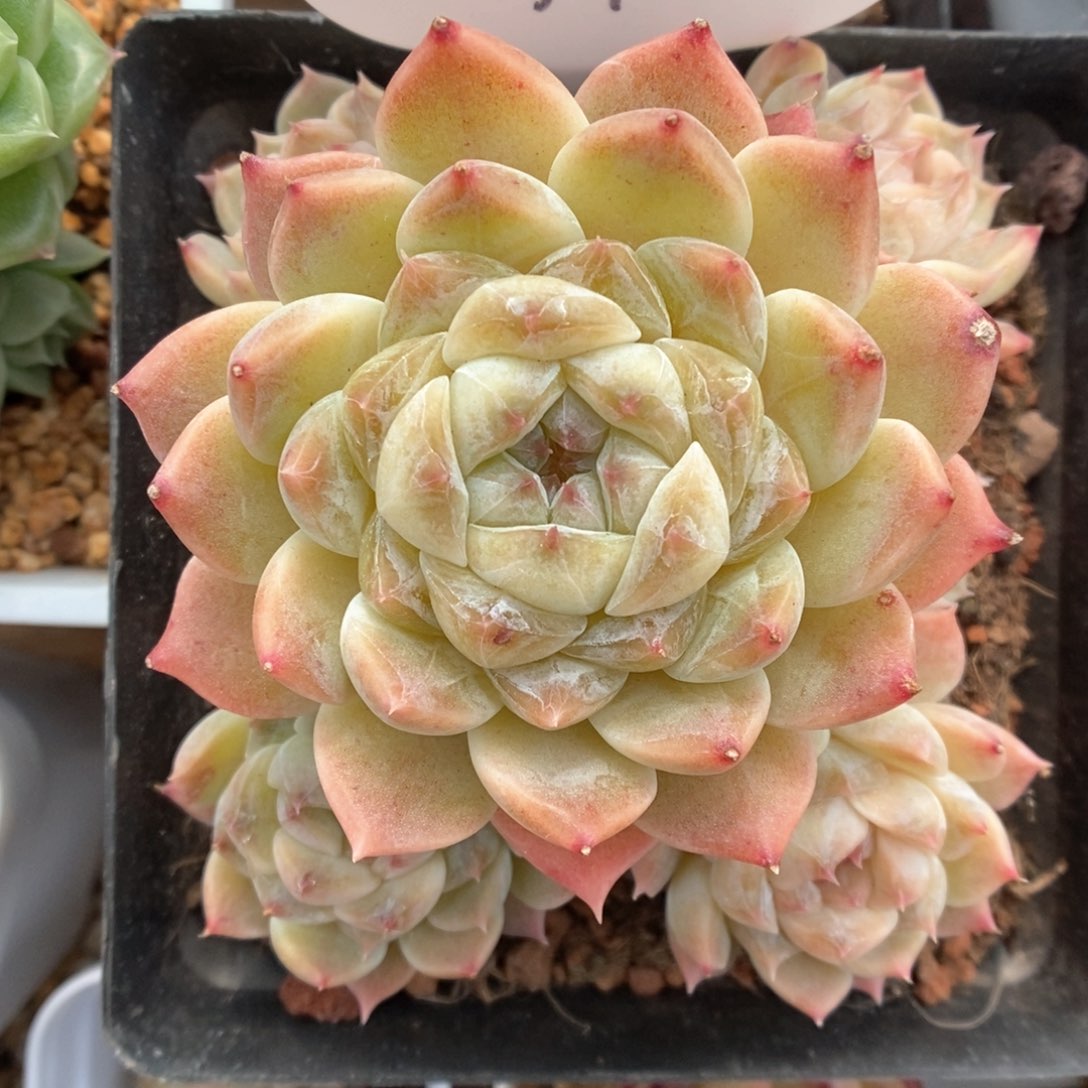 橘心冰魄群生94号 