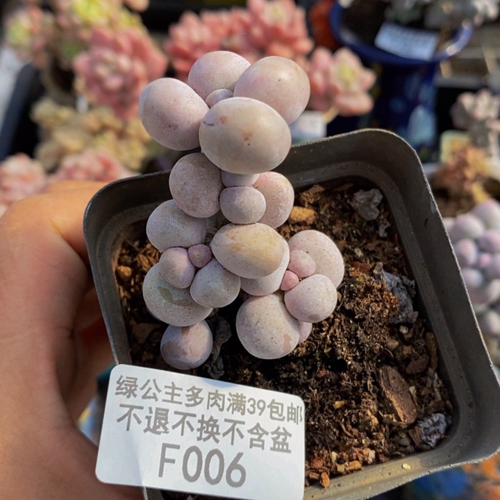 橙奶树006多肉植物