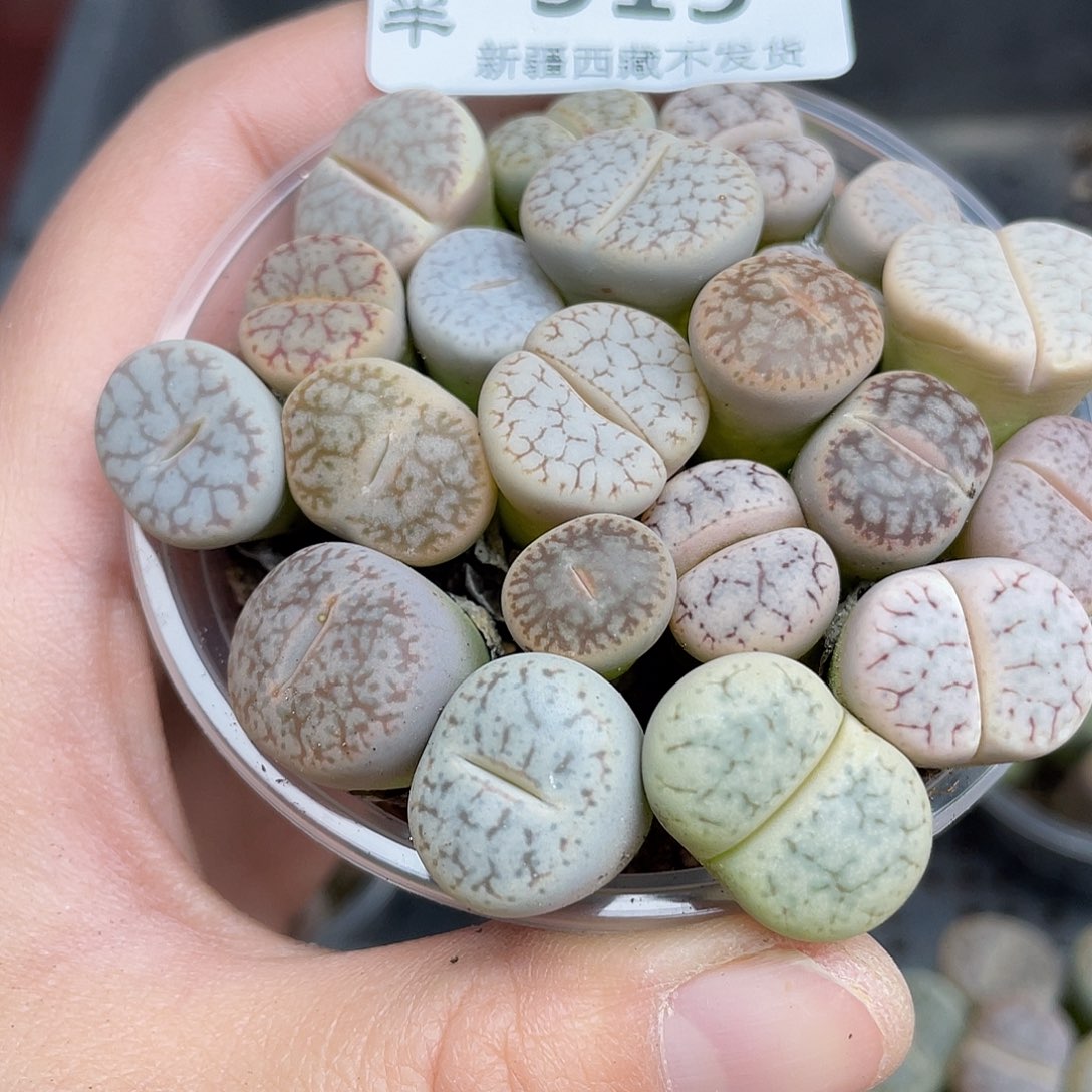 9190000哈撒花花花花