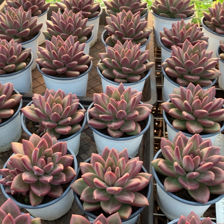 迷雾泡泡多肉植物两单包邮