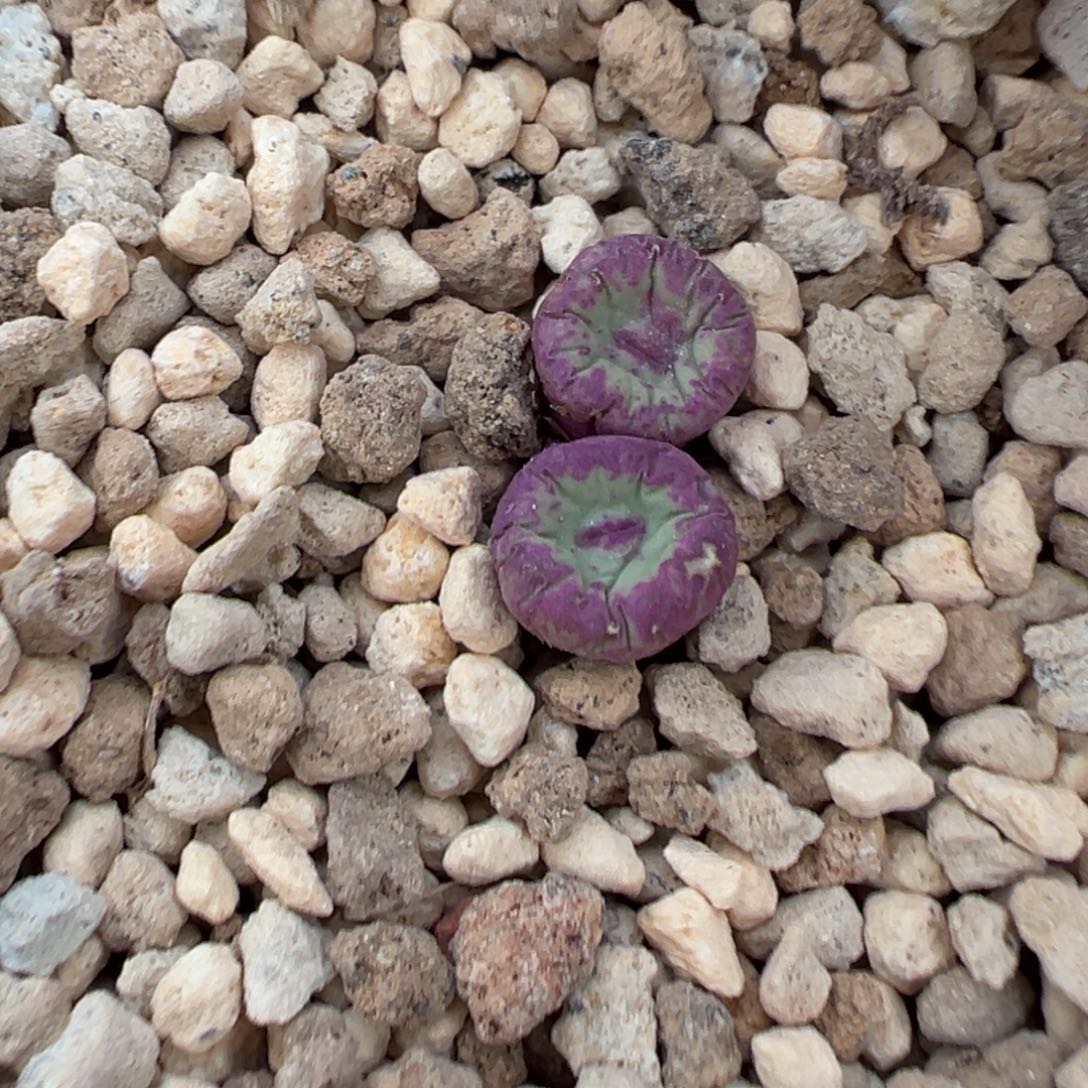 8-181肉锥多肉植物